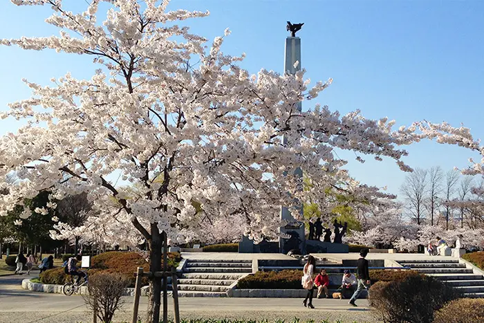 開成山公園の桜