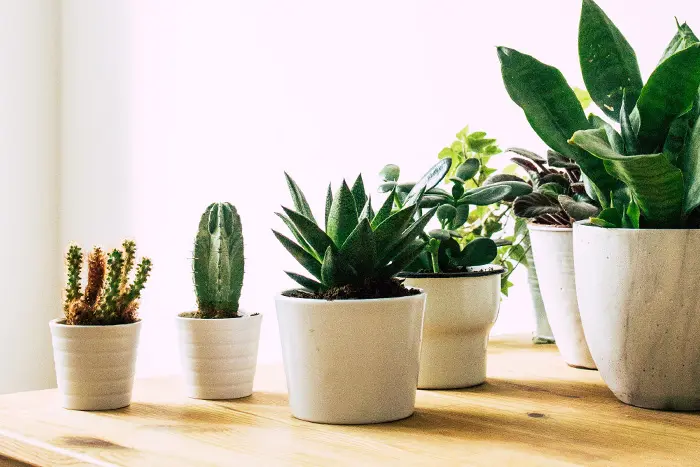 様々な観葉植物